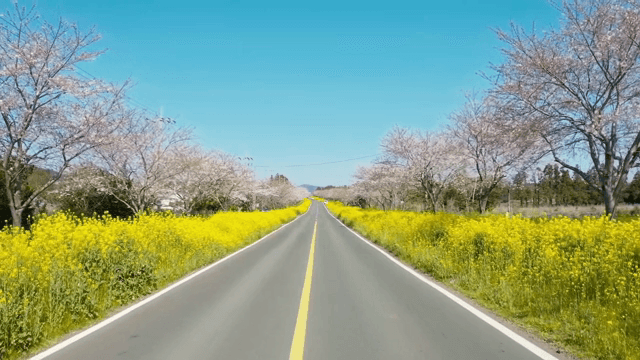 벚꽃과 유채꽃이 늘어선 경치 좋은 도로