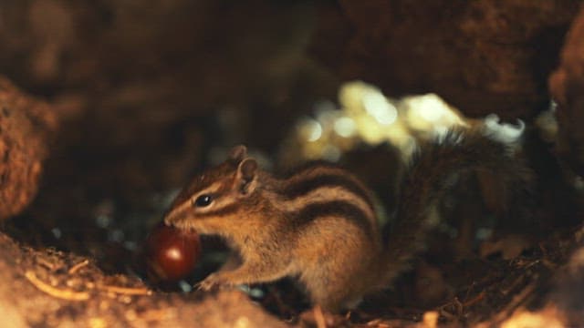 Squirrel eating an acorn in a tree