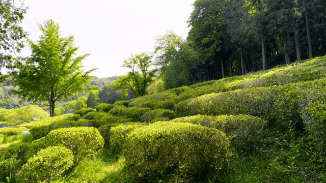Lush green tea fields under sunlight