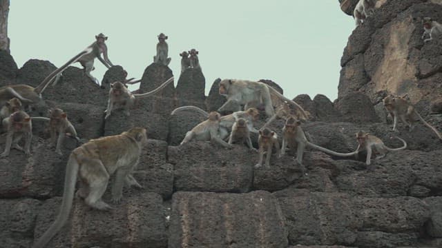 Group of Monkeys Resting and Playing on Rocky Structure