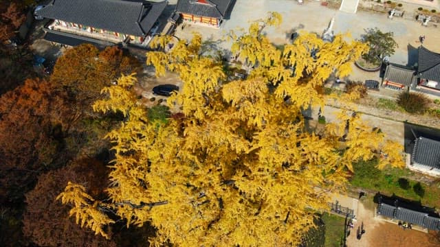 Large yellow ginkgo tree in the quiet temple garden