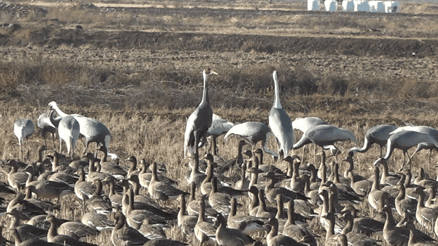 Cranes and geese in a vast field