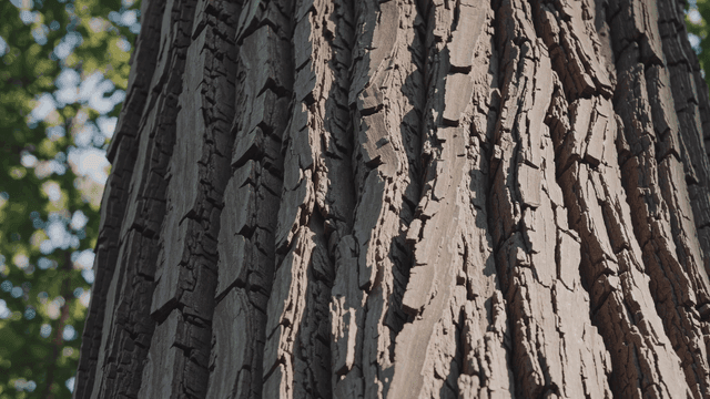 Close-up of a tree trunk with textured bark