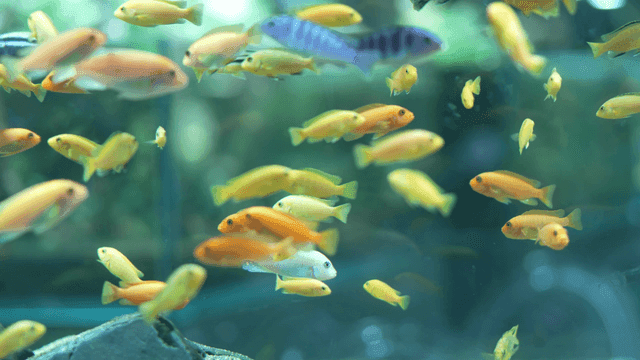 Colorful fish swimming in an aquarium