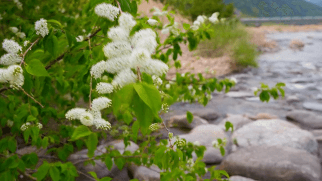 바위가 있는 시냇가에 핀 하얀 꽃