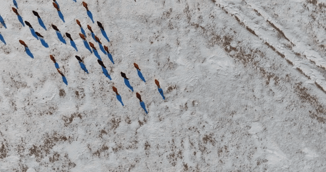 눈 덮인 지형을 걷는 소들