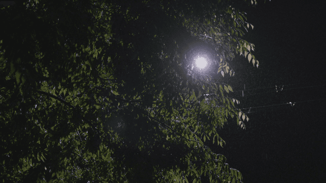 비 오는 가로등 아래 나뭇잎