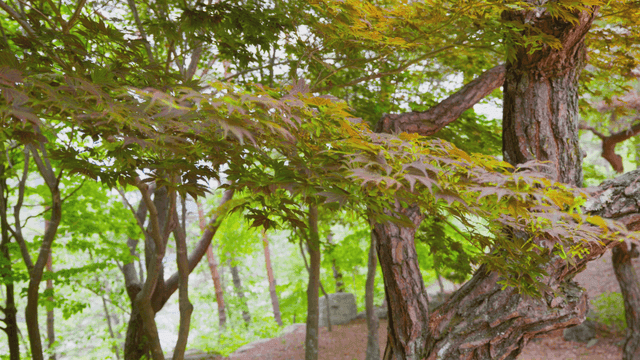 숲속의 초록 잎이 달린 나뭇가지