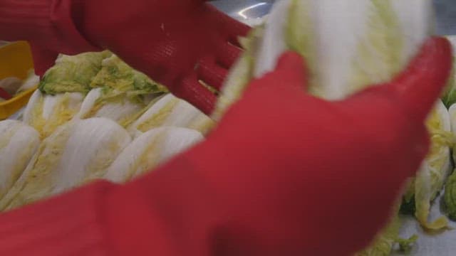 공장에서 고무 장갑을 끼고 절임 배추를 분류하는 모습