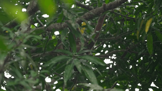 나뭇가지에 매달린 원숭이