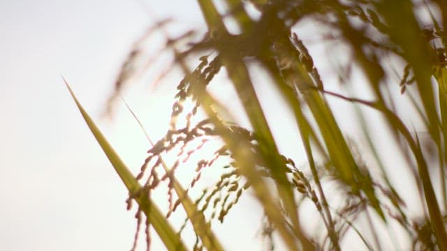 Sunlight Through the Rice Ears