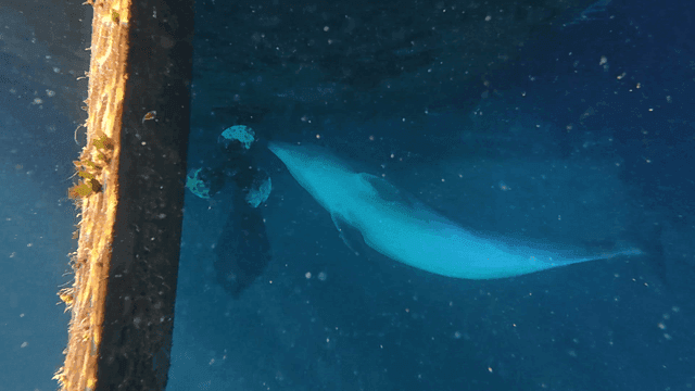 Dolphin tapping ship's propeller