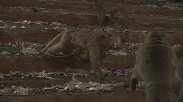 Monkeys Fighting Violently on Stone Steps