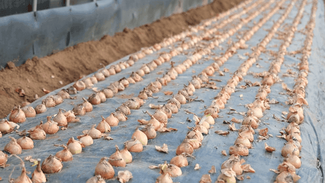 Onion fields planted neatly on farm