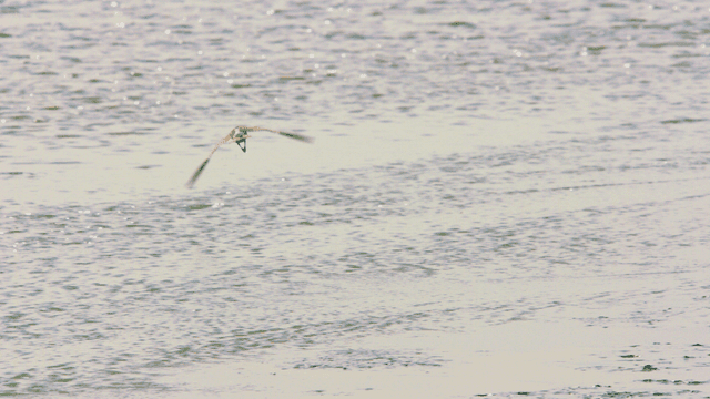 갯벌 물 위를 우아하게 나는 도요새