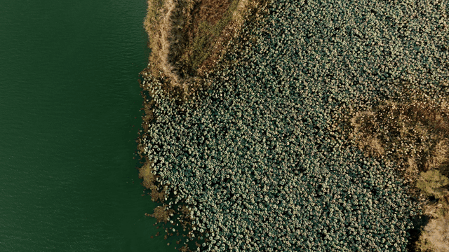 연꽃이 있는 호수의 항공 뷰