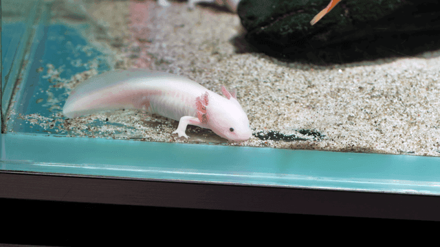 Axolotl in a glass aquarium
