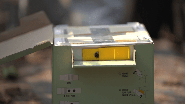 Bees coming out of beekeeping box