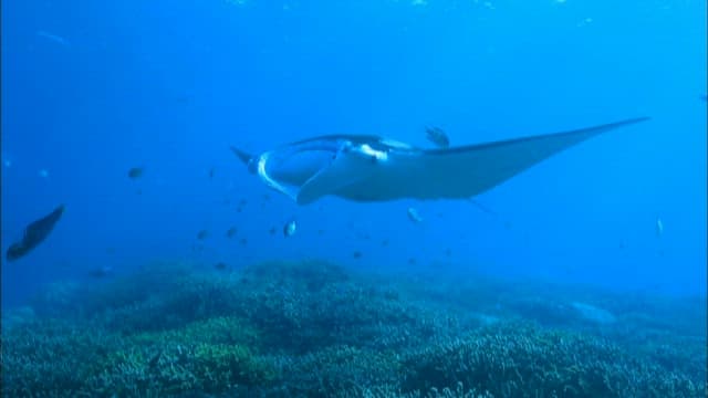 Graceful Manta Rays Swimming in Blue Ocean