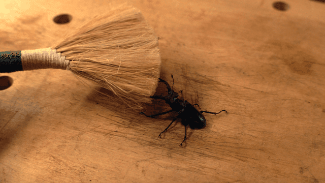 솔과 함께 나무 표면 위의 사슴벌레