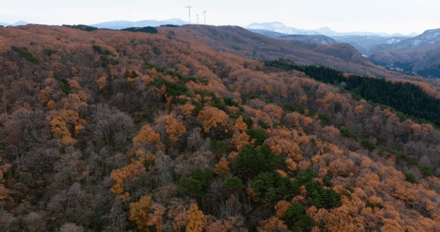 다채로운 단풍이 있는 가을 숲