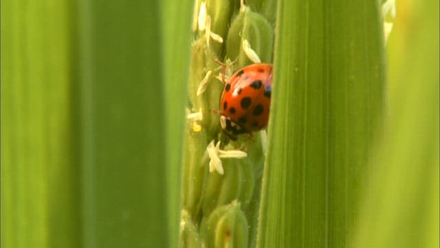 Ladybug on a Green Stem in Daylight