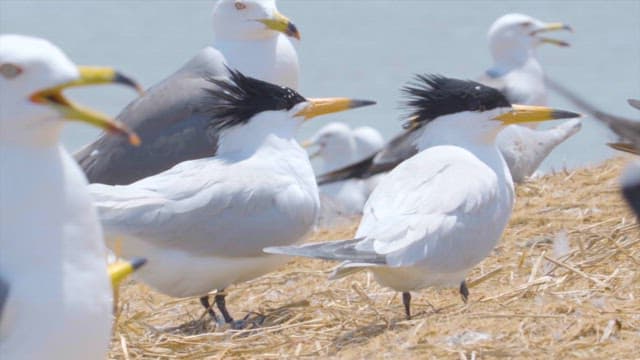 Terns resting and interacting on dry grass