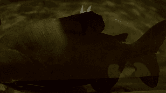 Large fish swimming in aquarium