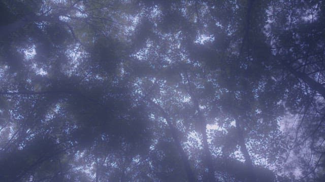 나뭇잎 사이로 빛이 스며드는 숲 속 풍경