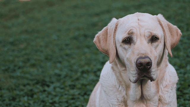 Golden Retriever standing on grass