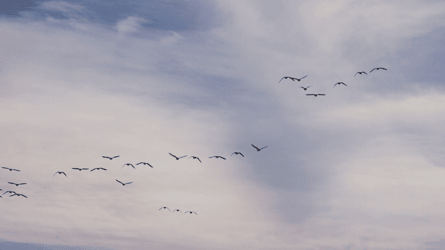 Flock of birds flying in the cloudy sky