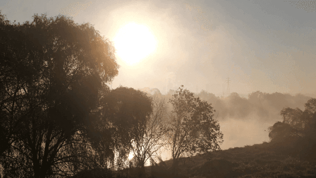 Sunrise over a misty forest landscape