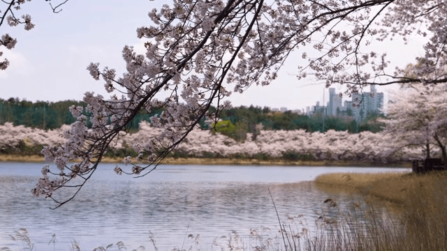 고요한 강변의 벚꽃