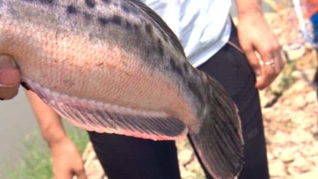 Person holding a large fish outdoors