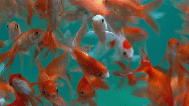 Colorful goldfish swimming in clear tank
