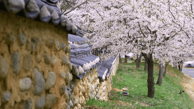 전통 돌담을 따라 핀 벚꽃