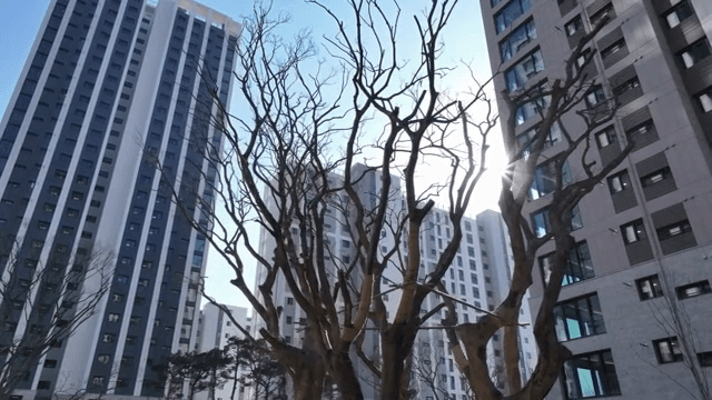 고층 건물로 둘러싸인 나무