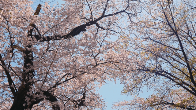 맑은 하늘 아래 만개한 벚꽃