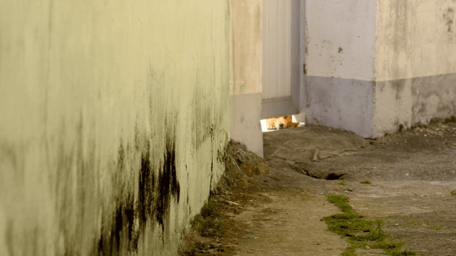 문 아래로 엿보는 개