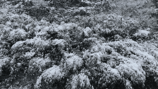 Snow-covered forest in winter