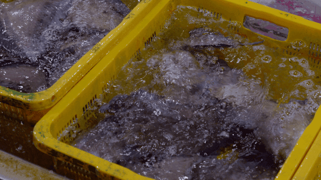 Fish in yellow basket