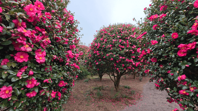 Garden with vibrant pink camellias