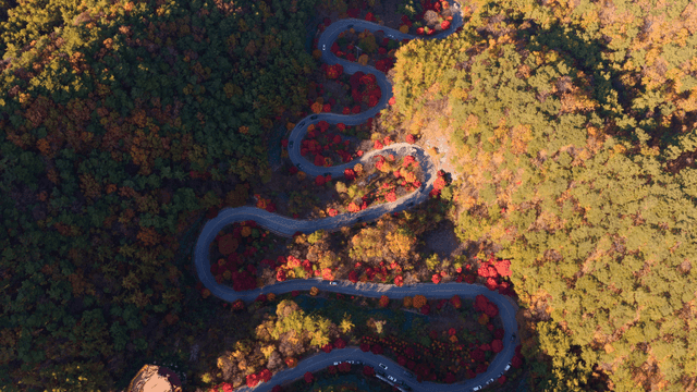 알록달록한 가을 숲을 가로지르는 도로