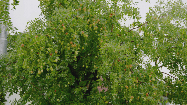 열매가 주렁주렁 열린 울창한 나무