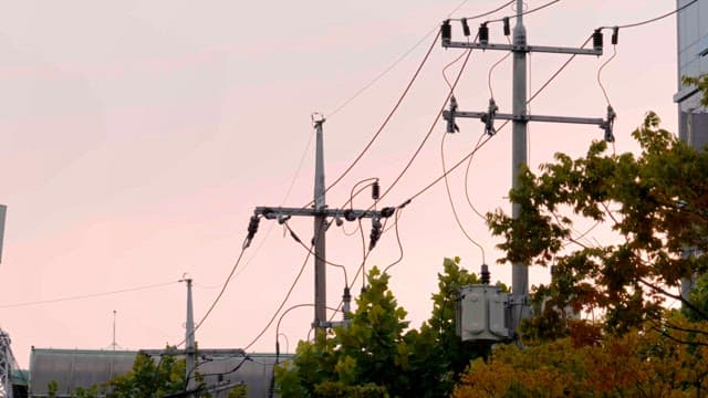 Power lines and trees at sunset