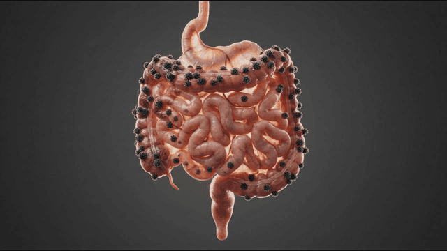 Large and small intestines containing bacteria
