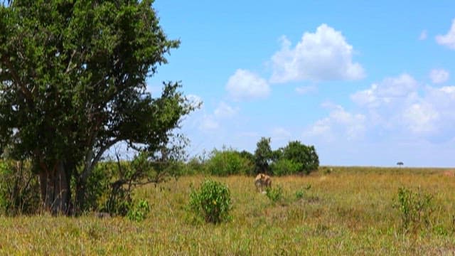 Safari Vehicle Passing by While Observing Wild Animals