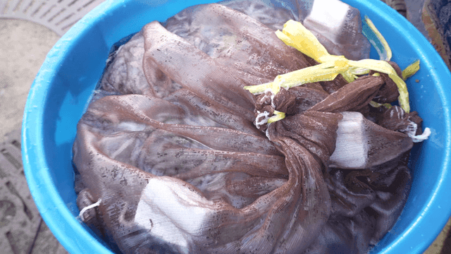 Octopus caught in net