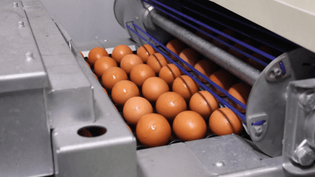 Eggs processed on factory conveyor belt