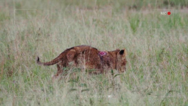 목덜미에 상처를 입은 초원의 사자